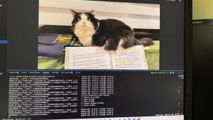 chessly-classified-as-a-persian-cat-2025-09-26-13.36.36-300x169 Chessly has been classified as Persian by ResNet-50.