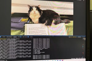 Chessly (British Short Hairs) Classified as Persian Cat by ResNet-50